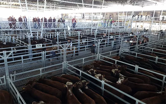 Mercado-ganadero-Canuelas