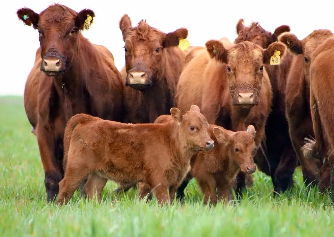 REMATE 230 VIENTRES❕𝗲𝘅𝗰𝗲𝗹𝗲𝗻𝗰𝗶𝗮 𝗴𝗲𝗻𝗲𝘁𝗶𝗰𝗮 - 𝗮 𝗽𝗮𝘀𝘁𝗼𝟭𝟴𝟬 𝗔𝗡𝗚𝗨𝗦𝟱𝟬 𝐮jpg (3)