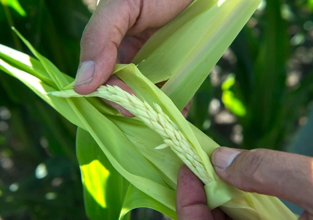 enciente-luz-esperanza-campana-maiz-inta-logro-secuencia-genoma-chicharrita-campo-cultivos-argentina-1719381425371_1024