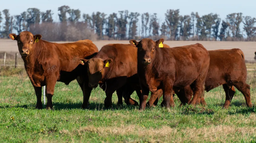 TOROS ANGUS (2022) 06