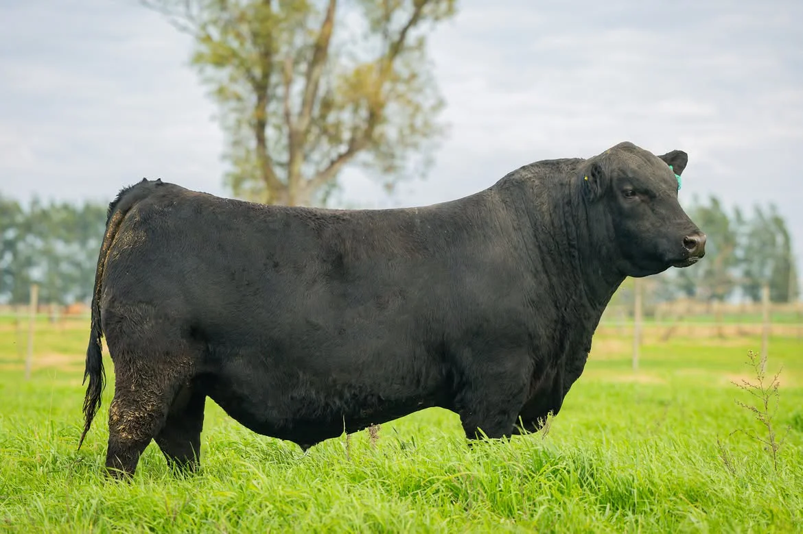 A venta mañana!Belcha Bolero 1498- Integrante del Mejor Lote de Toros PP de la Expo Villaguay 20 (1)