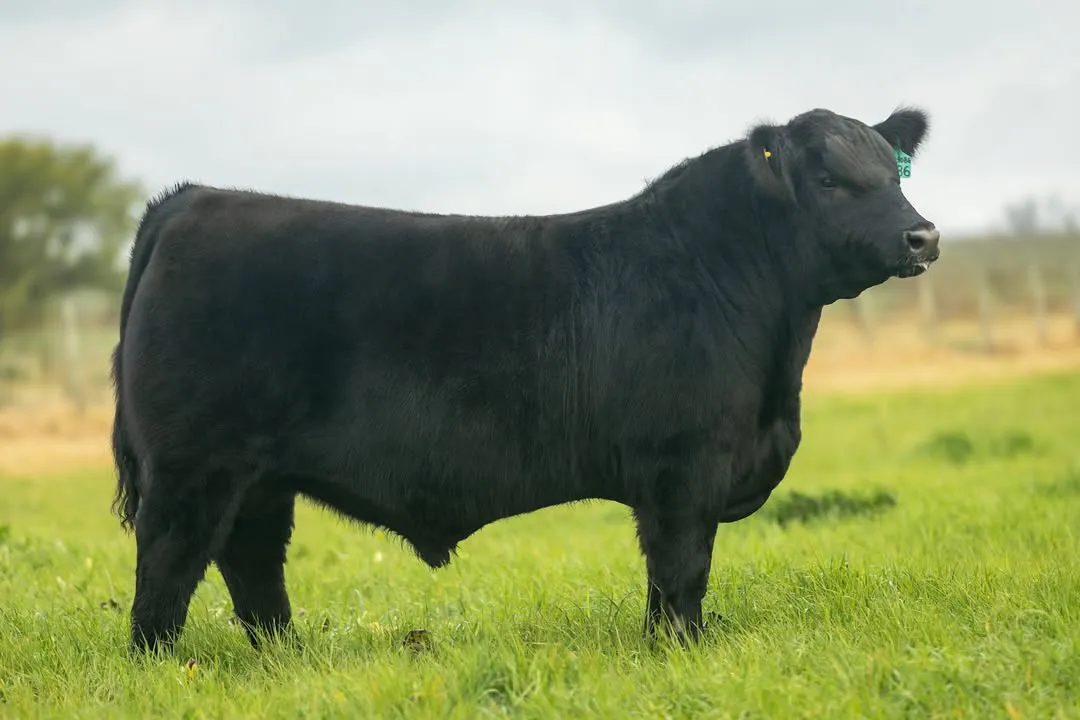 • GITANO •2do Mejor Ternero de la Exposición de Villaguay 2025! 🤩Formando parte del mejor lote