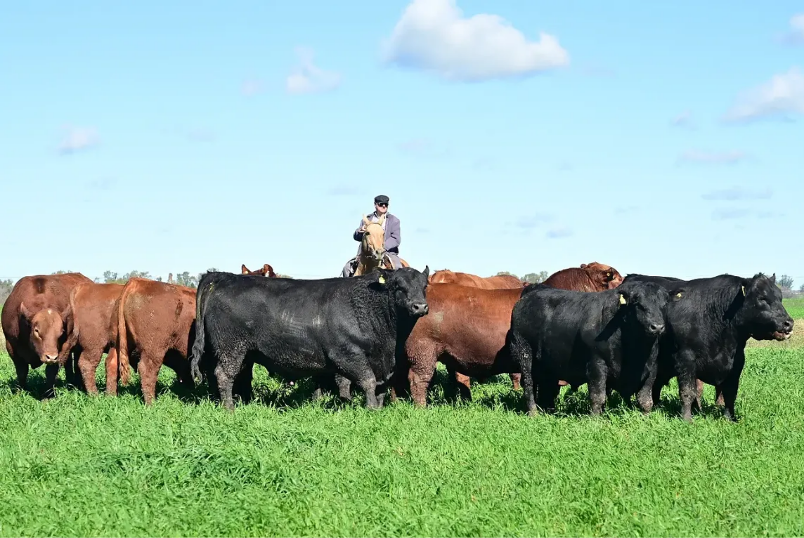 Don Norberto Mohr y los toros Angus de su cabaña EL MOJON Espectacular como nunca la torada par (1)