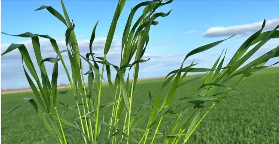 Cultivo-trigo-