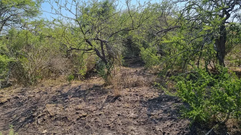 Monte norte entrerriano