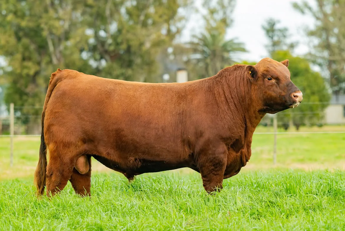 BELCHA BRAMADERO 1432A venta mañana en Expo Villaguay!Torazo colorado, hijo de Bandido en la lín
