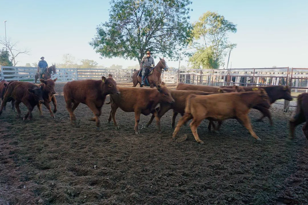 En el día de hoy se realizó el remate programado en el predio de la Sociedad Rural Gualeguay a cargo de Ricardo Mendizabal Consignaciones, el cual fue muy fluido y finalizó con exitosas ventas