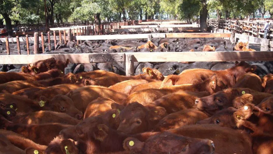 50255546a13a5_907_510!