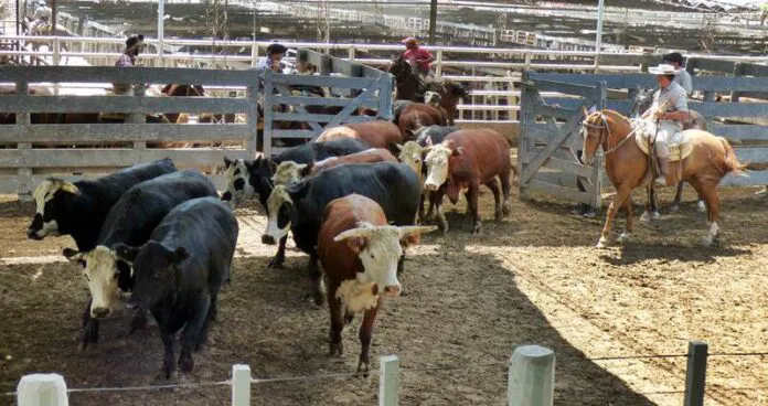 remate-la-ganadera-696x368