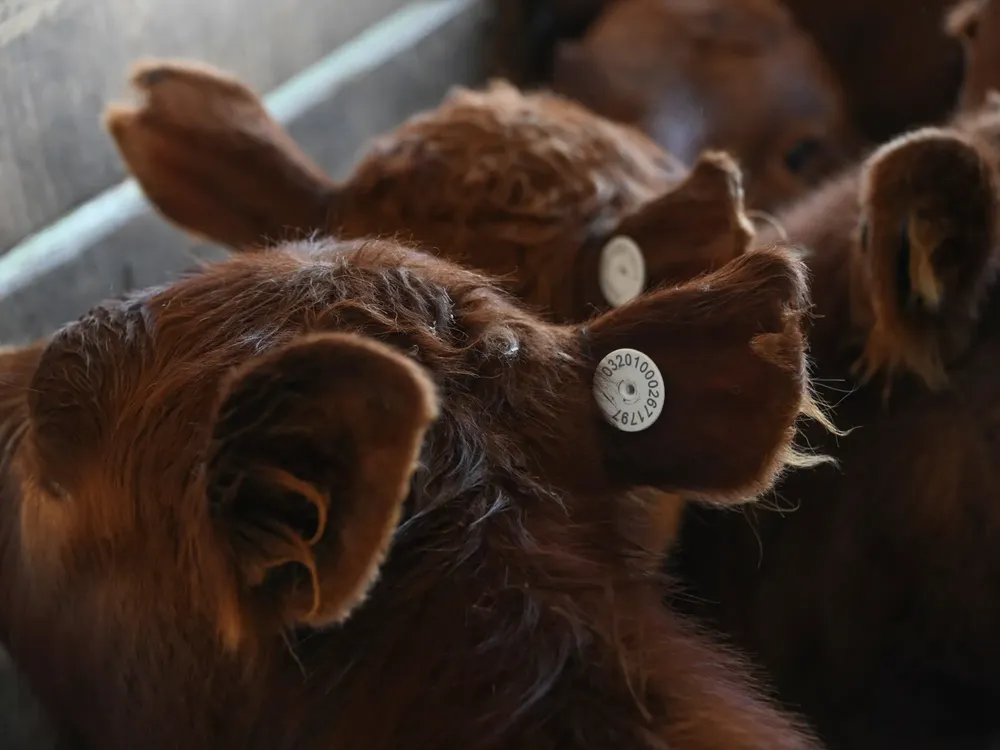 OlZ6sMvq1_2000x1500__1