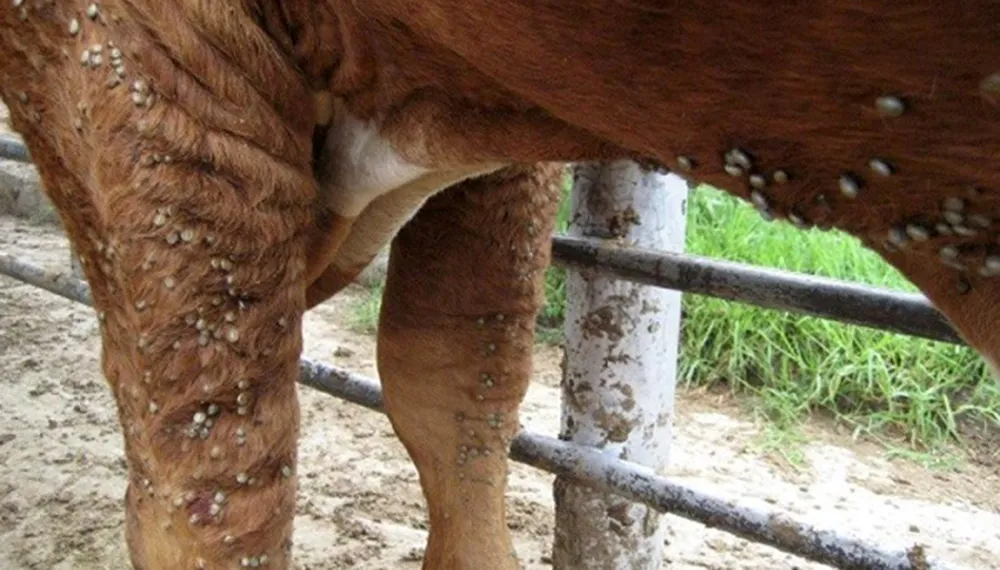 garrapatas_ganado_bovino