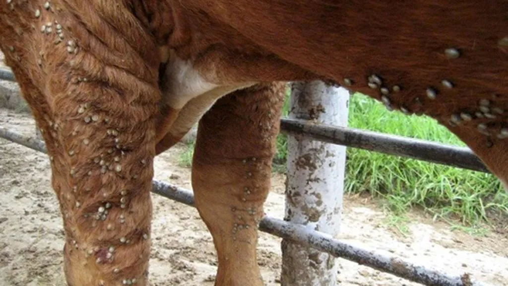 garrapatas_bovinos-1