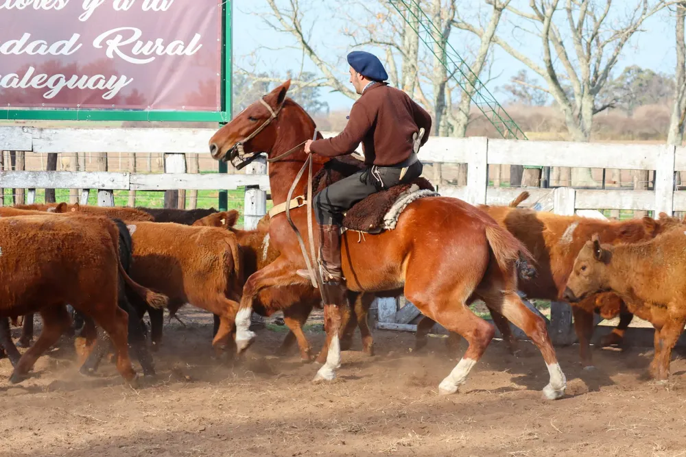 455774161_538932988699602_2559626278857880484_n