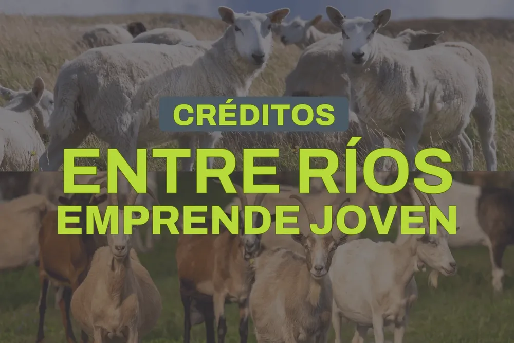 noticia_1787059981_6a845f0d1faff