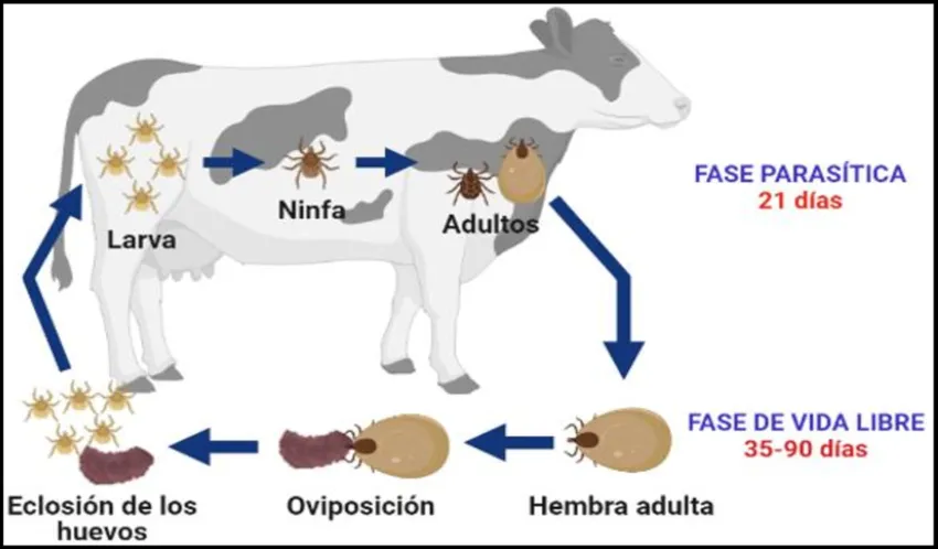 Figura-1-Ciclo-biologico-de-la-garrapata-R-B-microplus-Elaboracion-propia-Aguilar