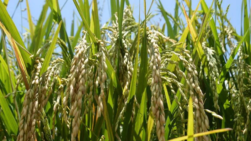 Arroz